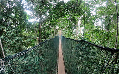 Take a canopy walk in Poring Hot Springs
